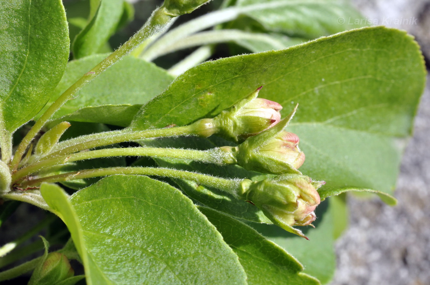 Изображение особи Malus mandshurica.