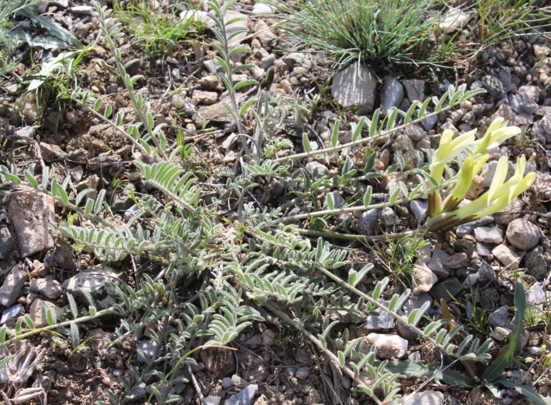Изображение особи Astragalus macropetalus.