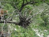 Juniperus oblonga. Верхушка отмершей ветви. Дагестан, Левашинский р-н, окр. с. Цудахар, ок. 1300 м н.у.м., известняковый склон. 11.06.2019.