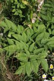 Angelica sylvestris