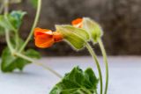 Thunbergia gregorii