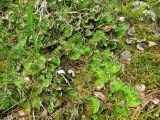 Peltigera aphthosa