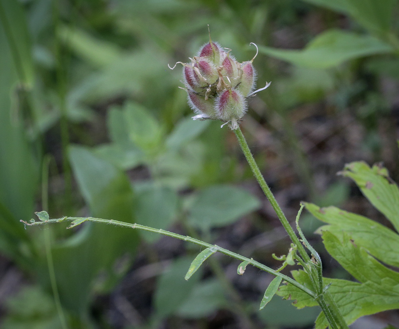 Изображение особи Astragalus danicus.