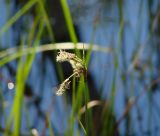 Eriophorum angustifolium. Соцветие. Иркутская обл., Слюдянский р-н, окр. мыса Шаманский, берег озера. 09.06.2021.