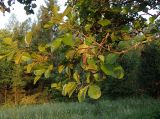 Alnus glutinosa. Верхушка ветви с прошлогодними и молодыми плодами и сухими соцветиями. Московская обл., Дмитровский р-н, берег канала им. Москвы, опушка смешанного леса; раннее утро, на восходе солнца. 24.06.2021.