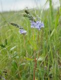 Veronica prostrata