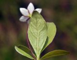 Trientalis arctica