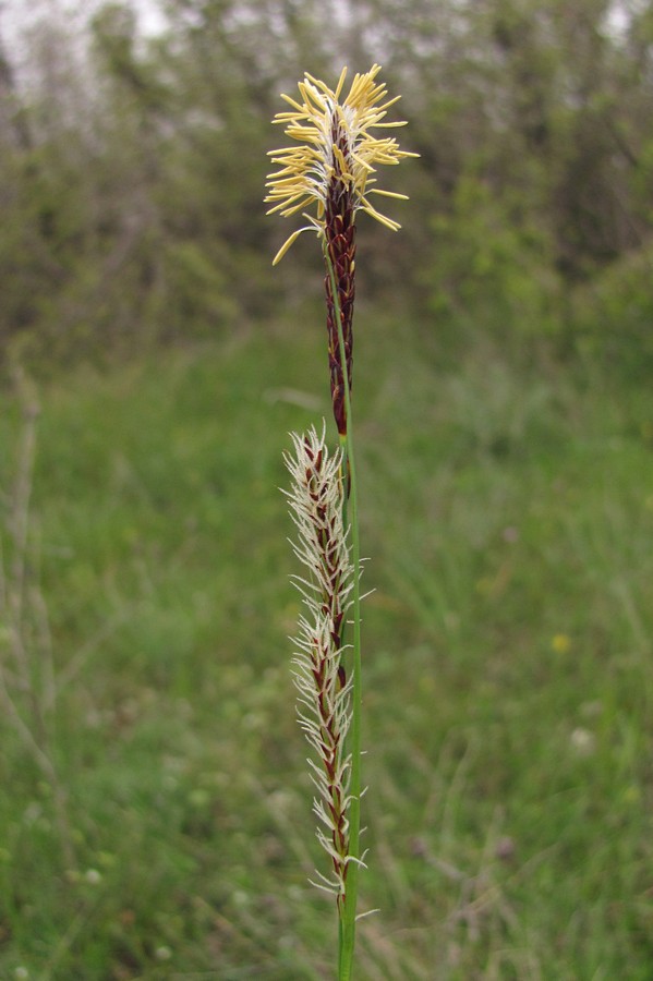 Изображение особи Carex cuspidata.