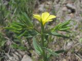 Linum nodiflorum. Верхняя часть растения. Южный Берег Крыма, окр. пгт Гурзуф, ур. Мёртвая долина. 16 мая 2011 г.