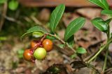 Vaccinium vitis-idaea. Побег с созревающими плодами. Республика Татарстан, Волжско-Камский заповедник. 25.07.2011.