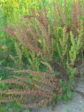 Rumex stenophyllus