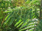 Gleditsia triacanthos