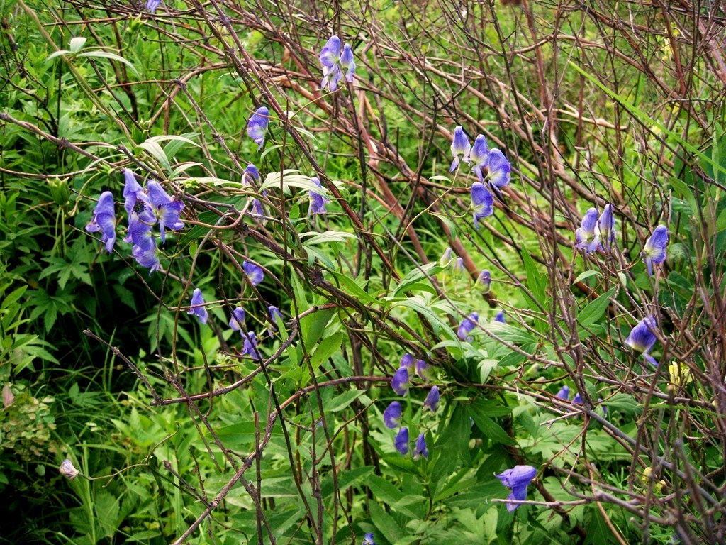 Изображение особи Aconitum woroschilovii.