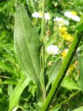 Erigeron annuus