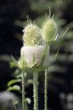 Dipsacus laciniatus