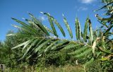 Salix viminalis. Верхушка бокового побега. Окр. Архангельска, рудеральное местообитание. 05.09.2013.