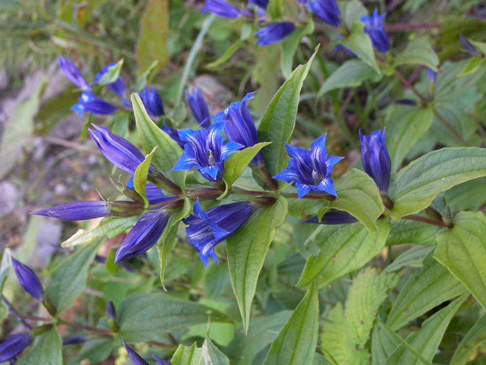 Изображение особи Gentiana schistocalyx.