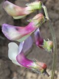 Vicia subvillosa