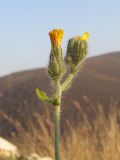 Pilosella × auriculoides