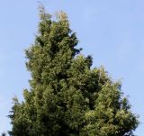 Cupressus sempervirens