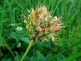 Taraxacum officinale. Аномальное отцветающее соцветие. Московская обл., Сергиево-Посадский р-н, окр. с. Абрамцево, влажный разнотравный луг. 07.06.2014.