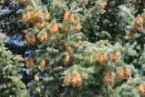 Pseudotsuga menziesii. Ветка с шишками. Ярославская обл., г. Переславль-Залесский, дендрологический сад. 18.09.2014.