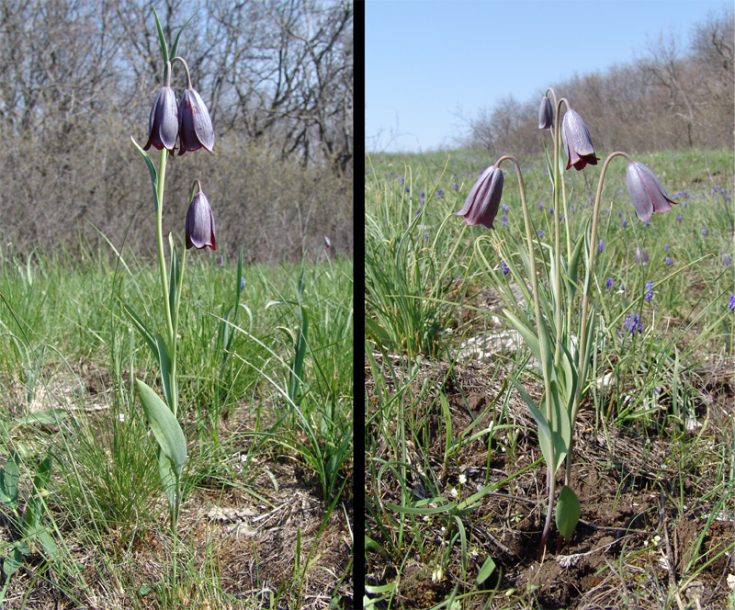 Изображение особи Fritillaria caucasica.