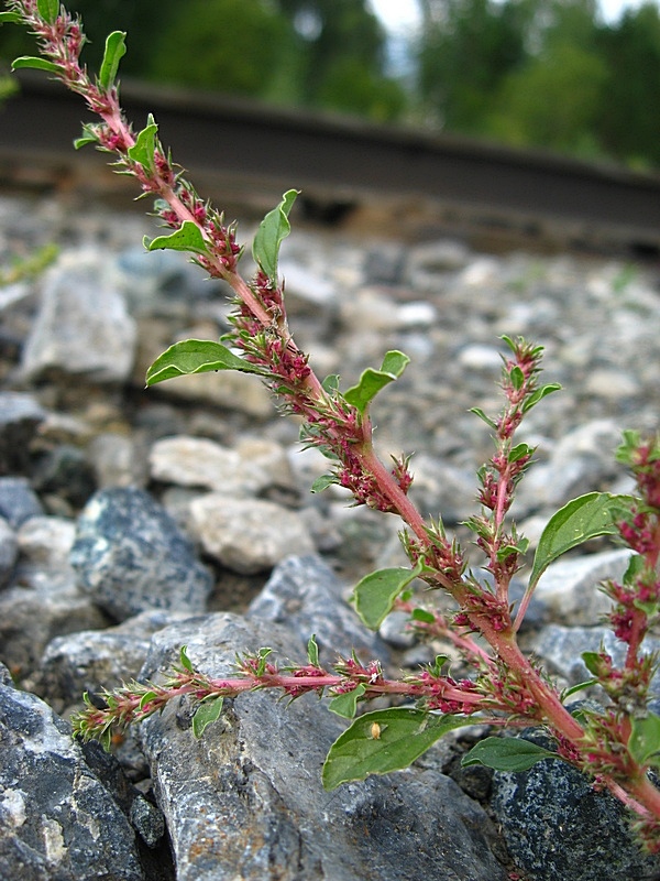 Изображение особи Amaranthus albus.