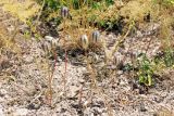 Tulipa bifloriformis