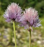 Allium schoenoprasum. Верхушки побегов с соцветиями. Вологодская обл., Великоустюгский р-н, берег р. Верхняя Ёрга. Июль 2015 г.