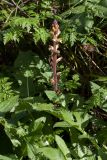 Orobanche pallidiflora. Запоздало цветущее растение. Ленинградская обл., Ломоносовский р-н, у дер. Мал. Забородье, сыроватый крупнотравный луг. 20.09.2015.