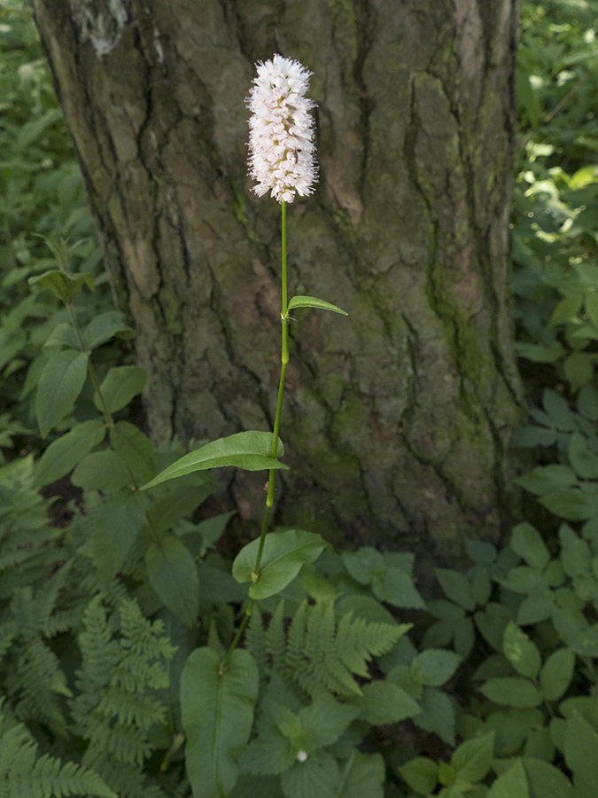 Изображение особи Bistorta officinalis.