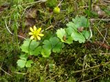 Ranunculus lapponicus. Цветущее растение. Ямало-Ненецкий АО, Надымский р-н, г. Надым, редкостойный заболоченный березняк на юго-западной окраине. 1 июля 2013 г.