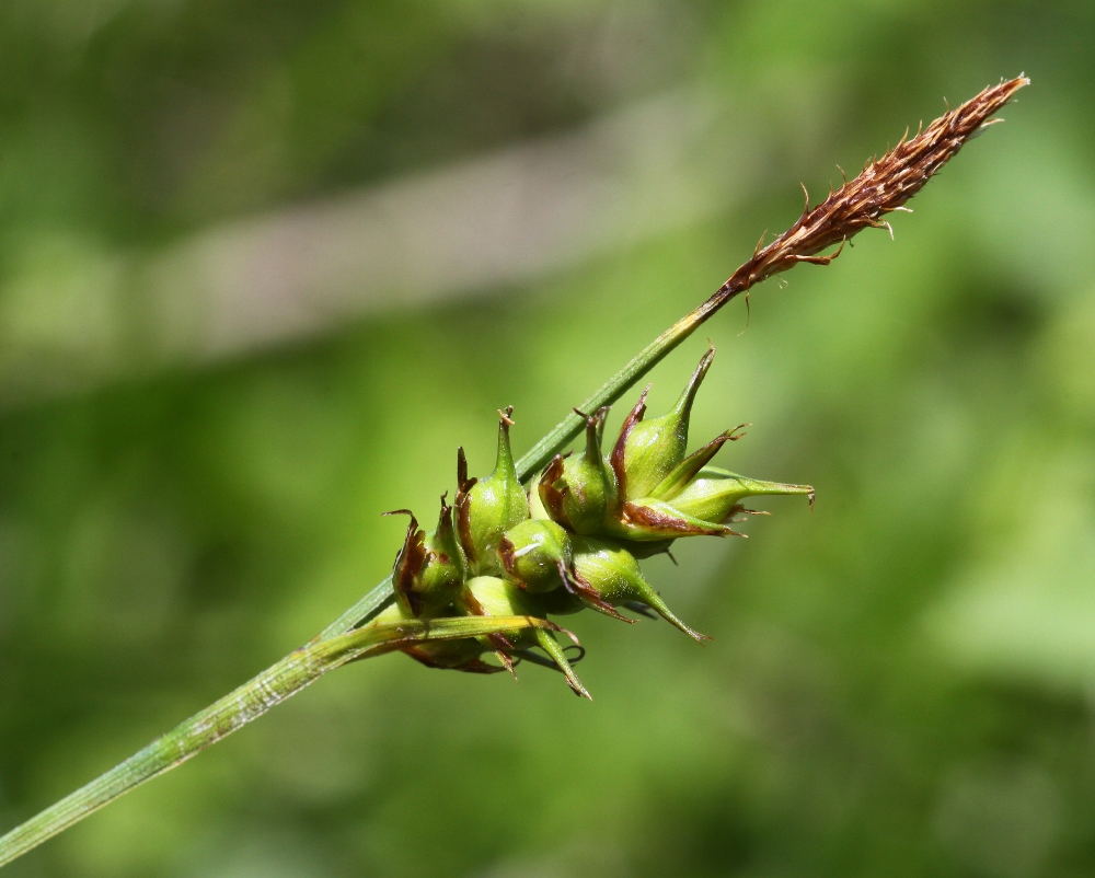 Изображение особи Carex longirostrata.