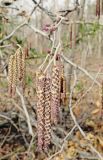 Alnus hirsuta. Побег с соцветиями. Владивосток, Ботанический сад-институт ДВО РАН. 3 апреля 2016 г.