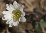 Anemone blanda. Цветок. Греция, Пелопоннес, окр. пос. Фолой; лес в горах. 20.03.2015.