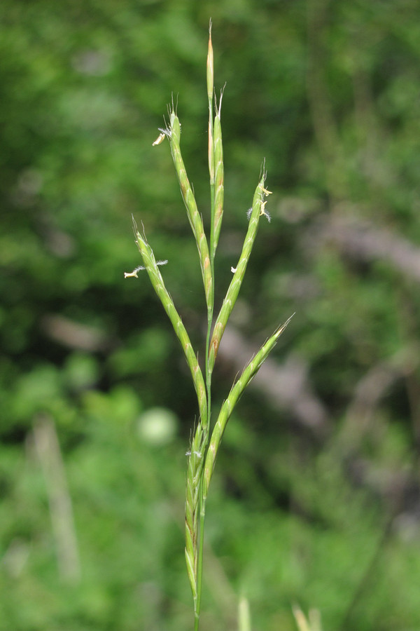 Изображение особи Brachypodium pinnatum.