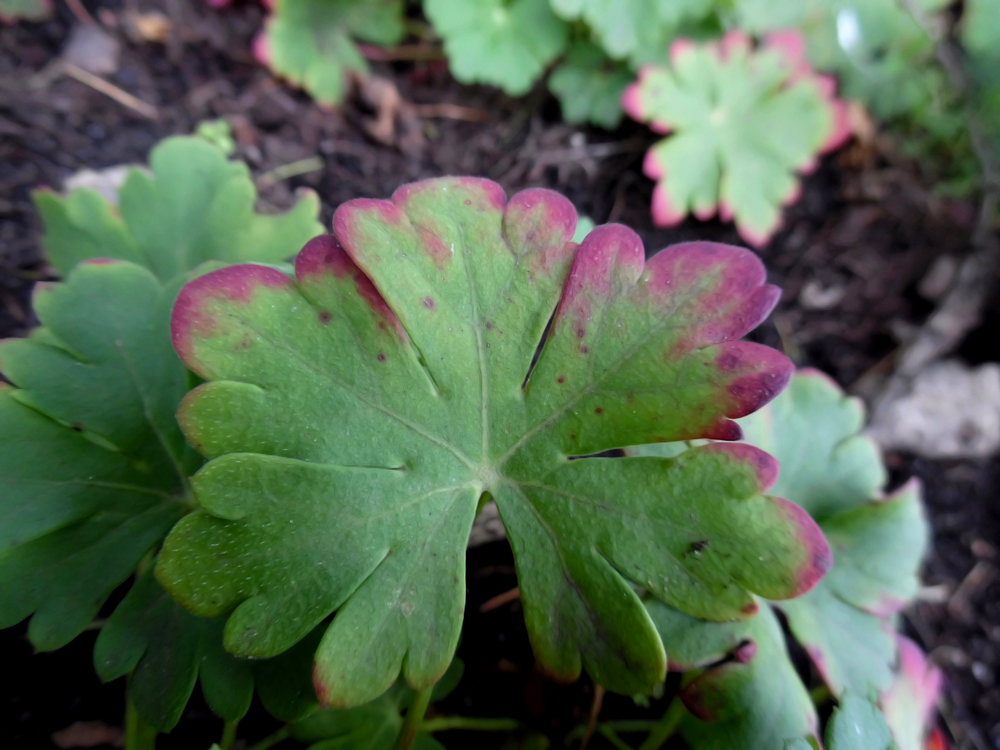 Изображение особи Geranium &times; cantabrigiense.