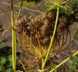 Daucus sativus