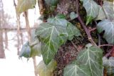 Hedera helix