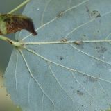 Tilia cordata