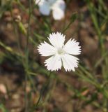 Dianthus ramosissimus. Верхушка побега с цветком. Восточный Казахстан, Кокпектинский р-н, 25 км в горы от с. Пантелеймоновка, 1000 м н.у.м., вершина сопки. 19.07.2015.