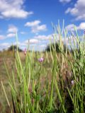 род Epilobium