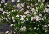 Spiraea flexuosa