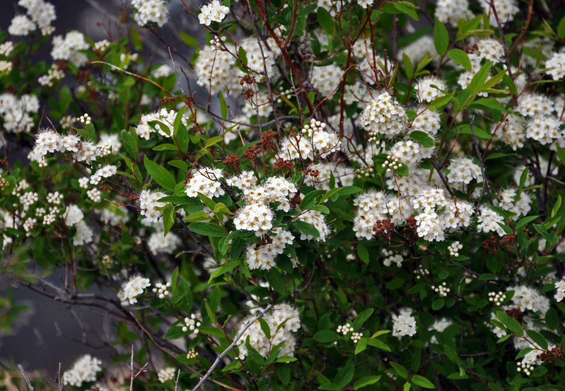 Изображение особи Spiraea flexuosa.