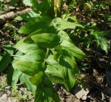 Sium latifolium. Нижний лист высокорослого растения. Восточный Казахстан, г. Усть-Каменогорск, правый берег р. Иртыш, влажный луг. 20.07.2018.