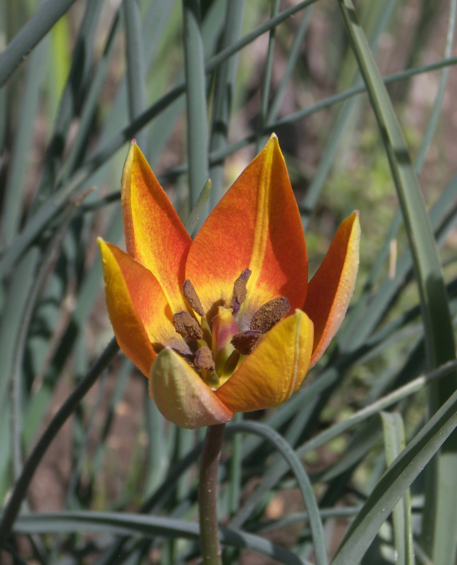 Изображение особи Tulipa whittallii.