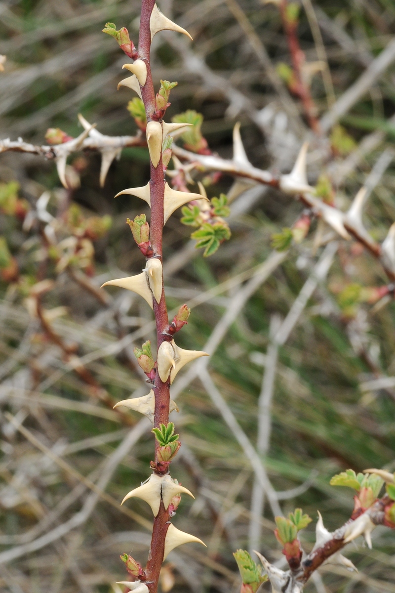 Image of Rosa laxa specimen.