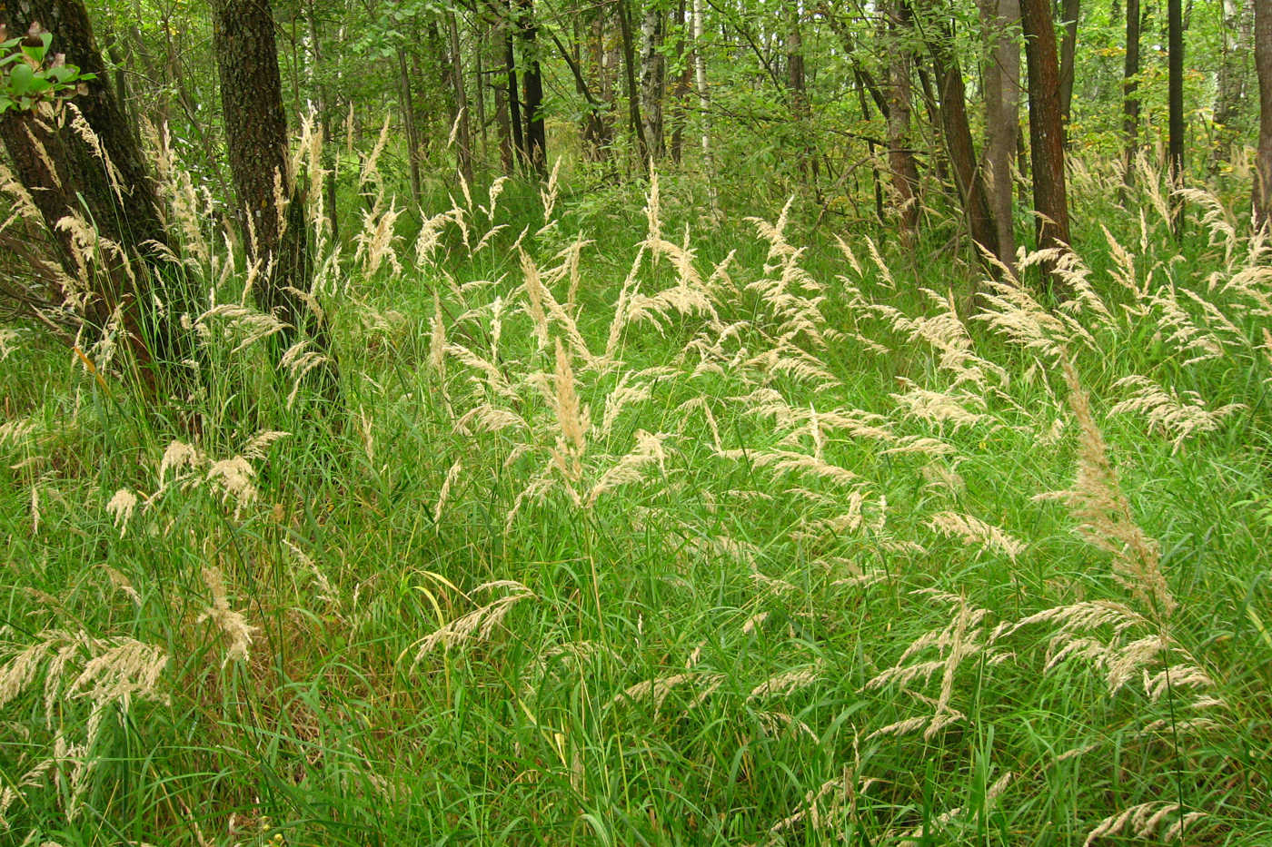 Изображение особи Calamagrostis canescens.