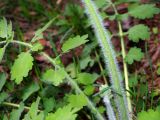 Chelidonium majus. Часть стебля и листа. Московская обл., Раменский р-н, пос. Ильинский, сорное на дачном участке. 07.05.2017.